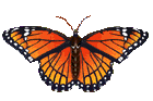 papillon-024.gif