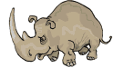 rhinoceros15.gif