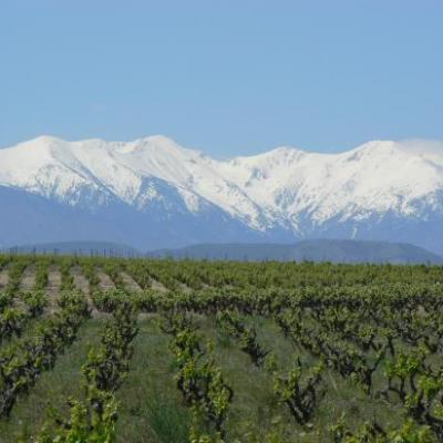 vue du canigou de ponteilla (2).JPG